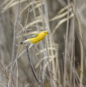 Prothonotary Warbler 1