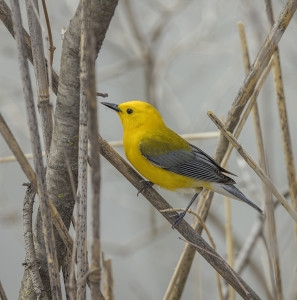 Prothonotary Warbler 3
