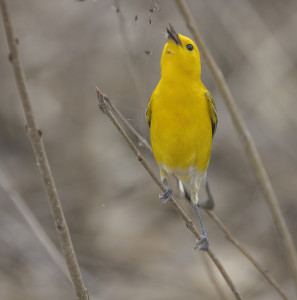 Prothonotary Warbler 4