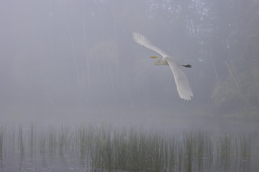 Angel Wings