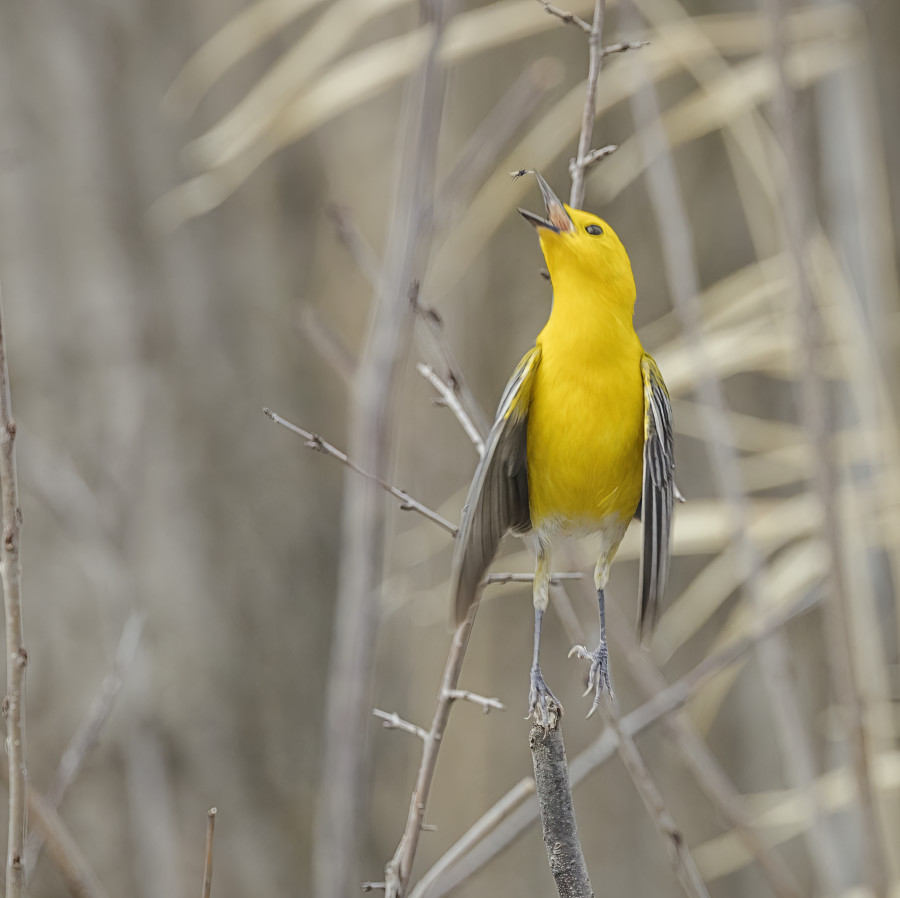 Prothonotary Warbler 2