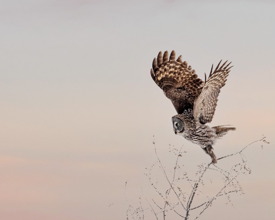 Great Gray - Take Off